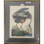 Great Blue Heron, print, framed and glazed. 30.5 x 40.5 cm.