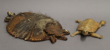 An armadillo letter rack and a taxidermy turtle. The former 43 cm high.