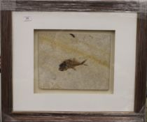 A fossilized fish, housed in a glazed box frame. 34 x 26.5 cm excluding frame.