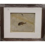 A fossilized fish, housed in a glazed box frame. 34 x 26.5 cm excluding frame.