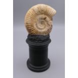 An ammonite specimen on stand. 15 cm high overall.