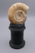 An ammonite specimen on stand. 15 cm high overall.