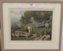 A print of Skye Terriers, framed and glazed. 23 x 18.5 cm.