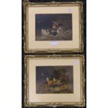 A pair of heightened prints of Chickens, framed and glazed. Each 21.5 x 16 cm.