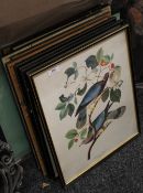 A quantity of framed bird prints