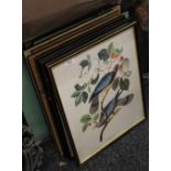 A quantity of framed bird prints