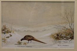 PETER STANDEN, Ring Neck Pheasants, watercolour, framed and glazed, 35 x 22.