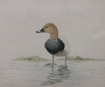 Duck, watercolour, signed Meyrink and dated 87, framed and glazed. 29 x 24 cm.