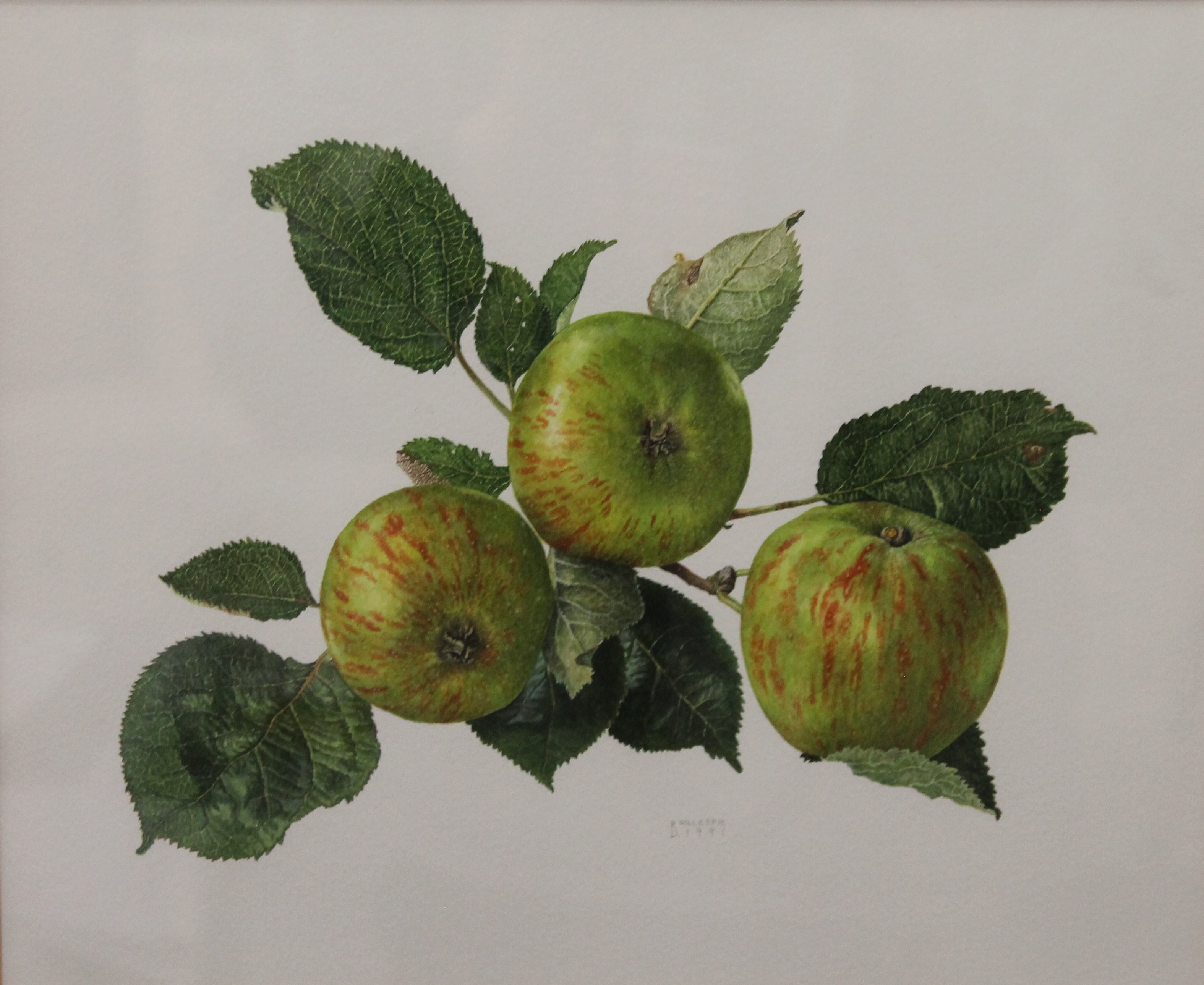 B GILLESPIE, Still Life of Apples, watercolour, signed and dated 1991, framed and glazed. 28.5 x 23.