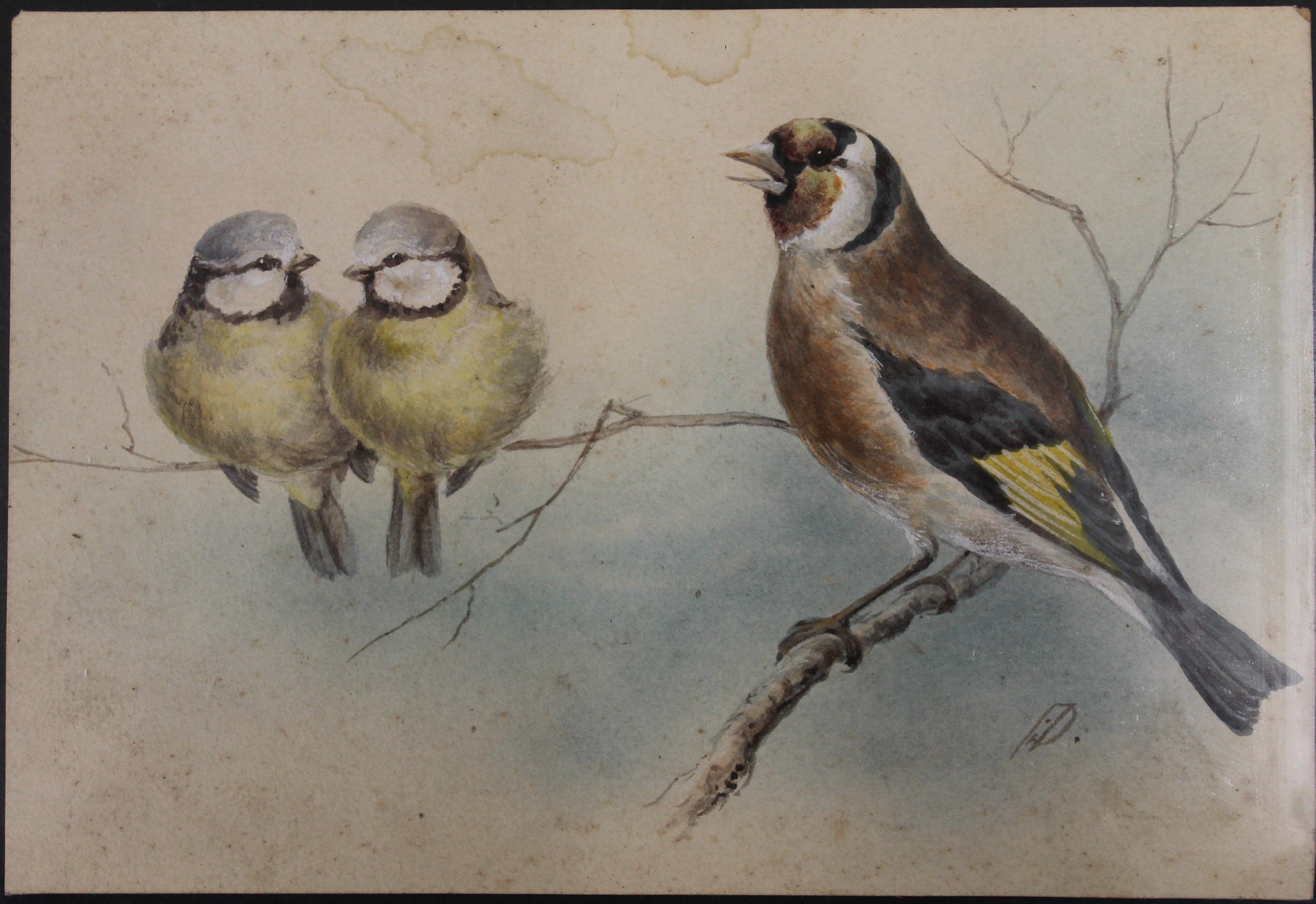 A 19th century watercolour, Two Blue Tits and a Goldfinch, indistinctly initialled,