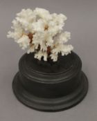 A coral specimen mounted on a display stand. 19 cm high overall.