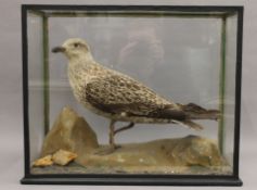 A cased taxidermy specimen of a juvenile herring gull. The case 52.5 cm wide.