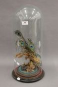 A Victorian glass dome containing peacock feathers, etc. 52 cm high.