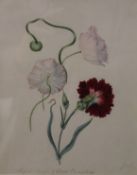 Paper Poppy and Clove Carnation, watercolour, signed with monogram J.W.E, framed and glazed.