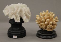 Two coral specimens, each mounted on a display plinth. The largest 16 cm high.