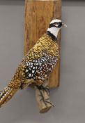 A preserved taxidermy specimen of a Reeve's Pheasant, on a wooden wall mount.