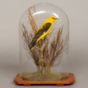 A preserved taxidermy specimen of a Golden Oriole (Oriolus oriolus),