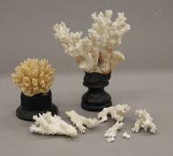 Two coral specimens, each mounted on a display plinth. The largest 18.5 cm high.