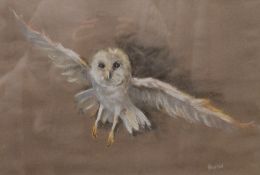 P NEWTON, Barn Owl, pastel, framed and glazed. 44 x 30 cm.