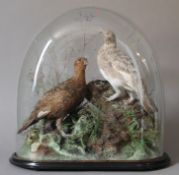 Victorian preserved taxidermy specimens of a pair of Ptarmigan in a naturalistic setting under a