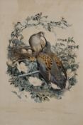 JOHN GOULD (1804-1881) British, five lithographs of various birds, unframed. The largest 39 x 55.