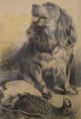 A Retrieving Dog with Game, pencil sketch, framed and glazed. 43 x 64 cm.