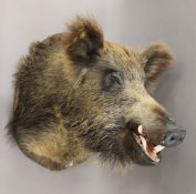 A preserved taxidermy specimen of a Boar's head, mounted on a wooden shield.