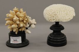 Two coral specimens, each mounted on a display plinth. The largest 12 cm high.