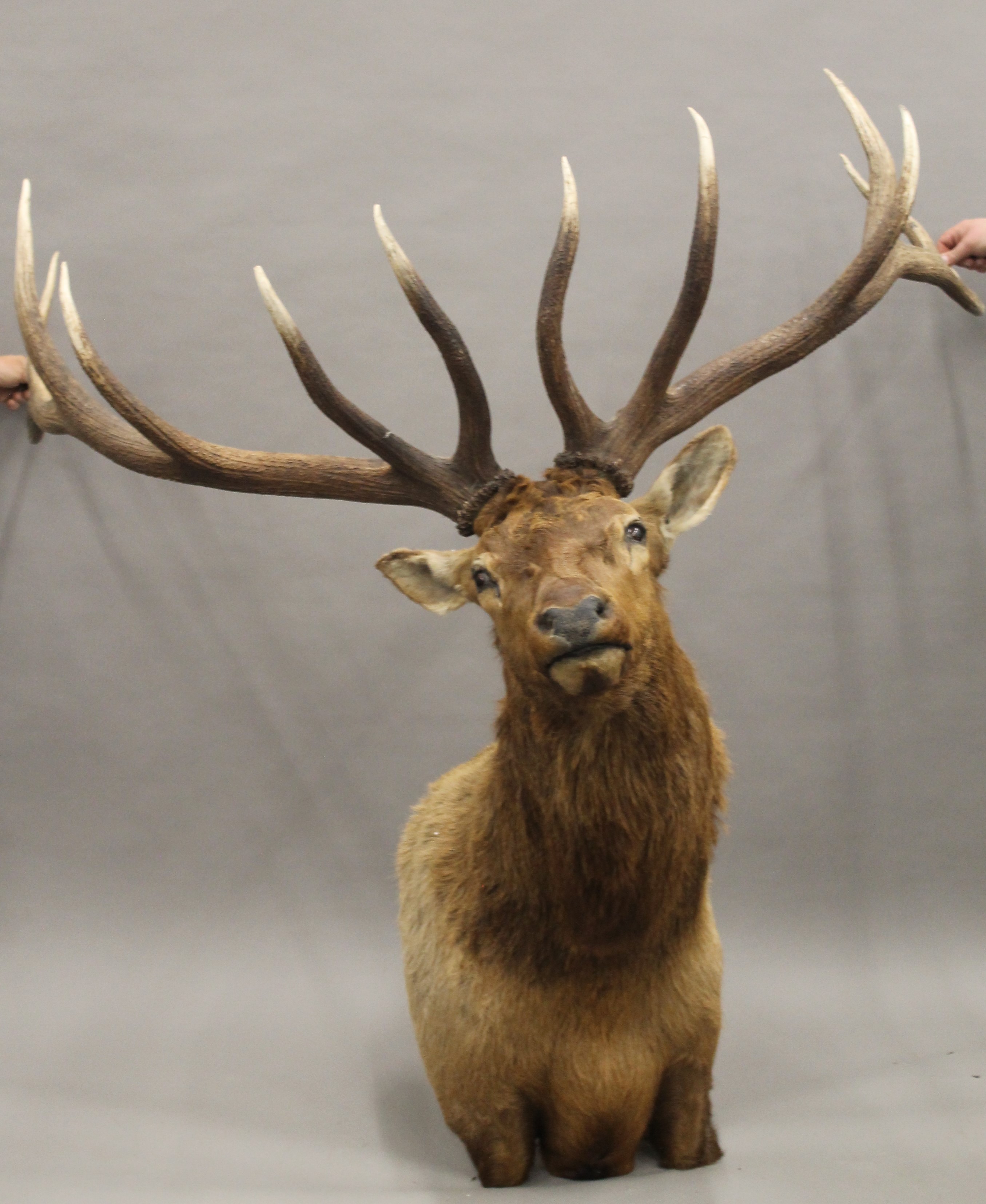 A preserved taxidermy specimen of an Elk's head.