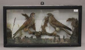 Two Victorian preserved taxidermy specimens of a male and female Kestrel in a naturalistic setting,