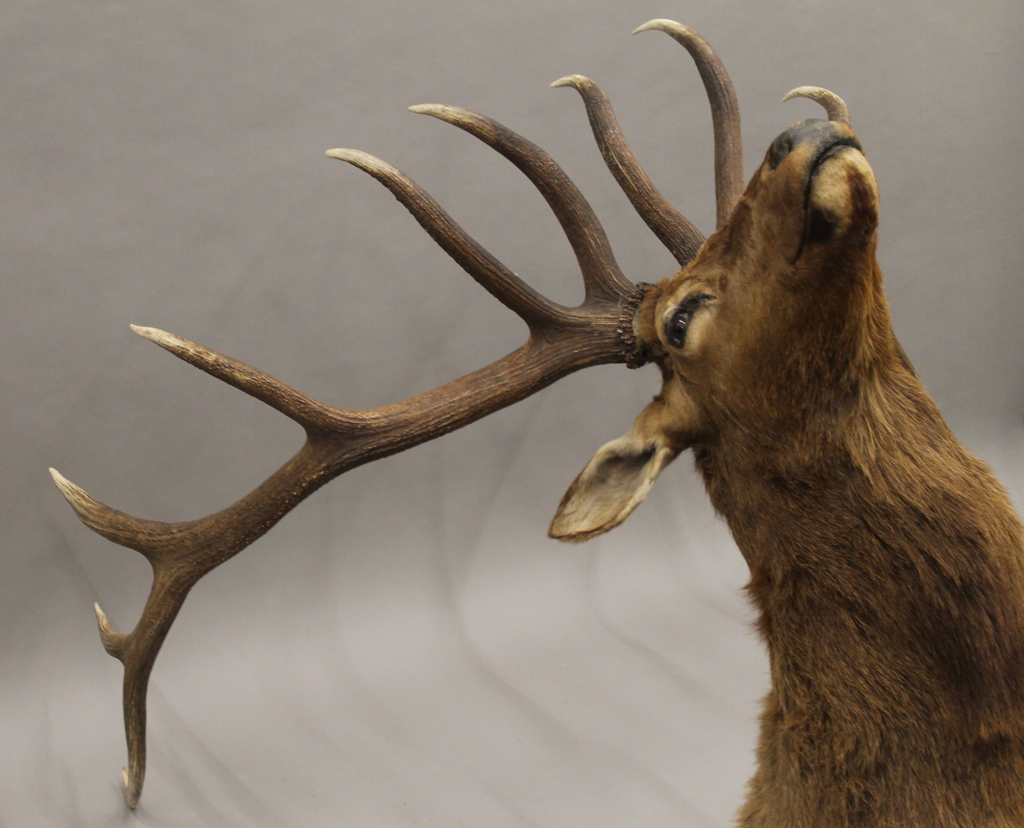 A preserved taxidermy specimen of an Elk's head. - Image 5 of 8