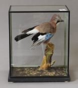 A preserved taxidermy specimen of a Jay housed in a glazed case.