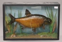 An early 20th century preserved taxidermy specimen of a Common Bream in a naturalistic setting,