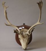 A preserved taxidermy specimen of a Fallow Deer's head, mounted on a wooden shield.