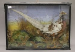 An early 20th century preserved taxidermy specimen of a part albino Ring-Necked Pheasant in a