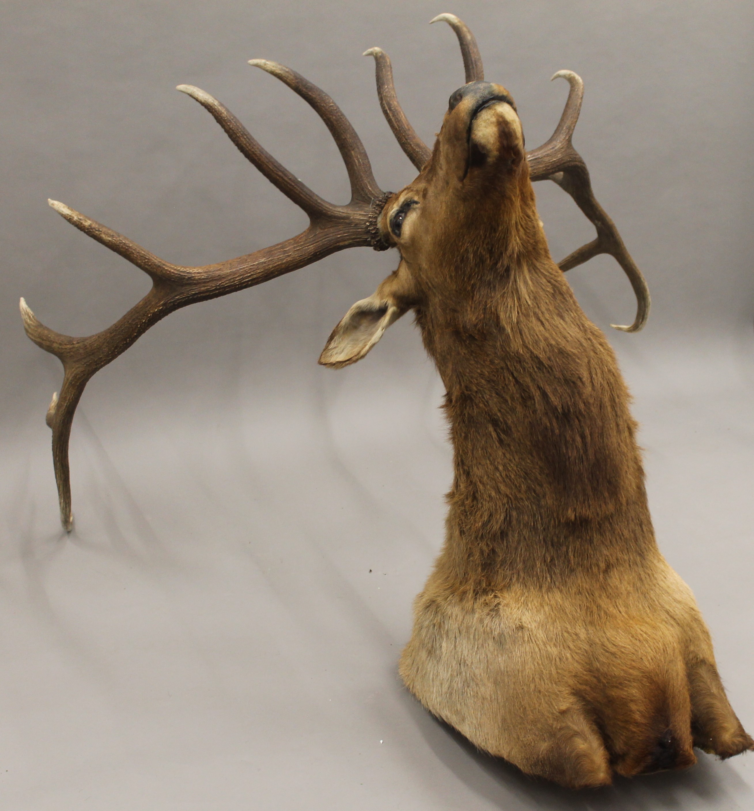 A preserved taxidermy specimen of an Elk's head. - Image 4 of 8