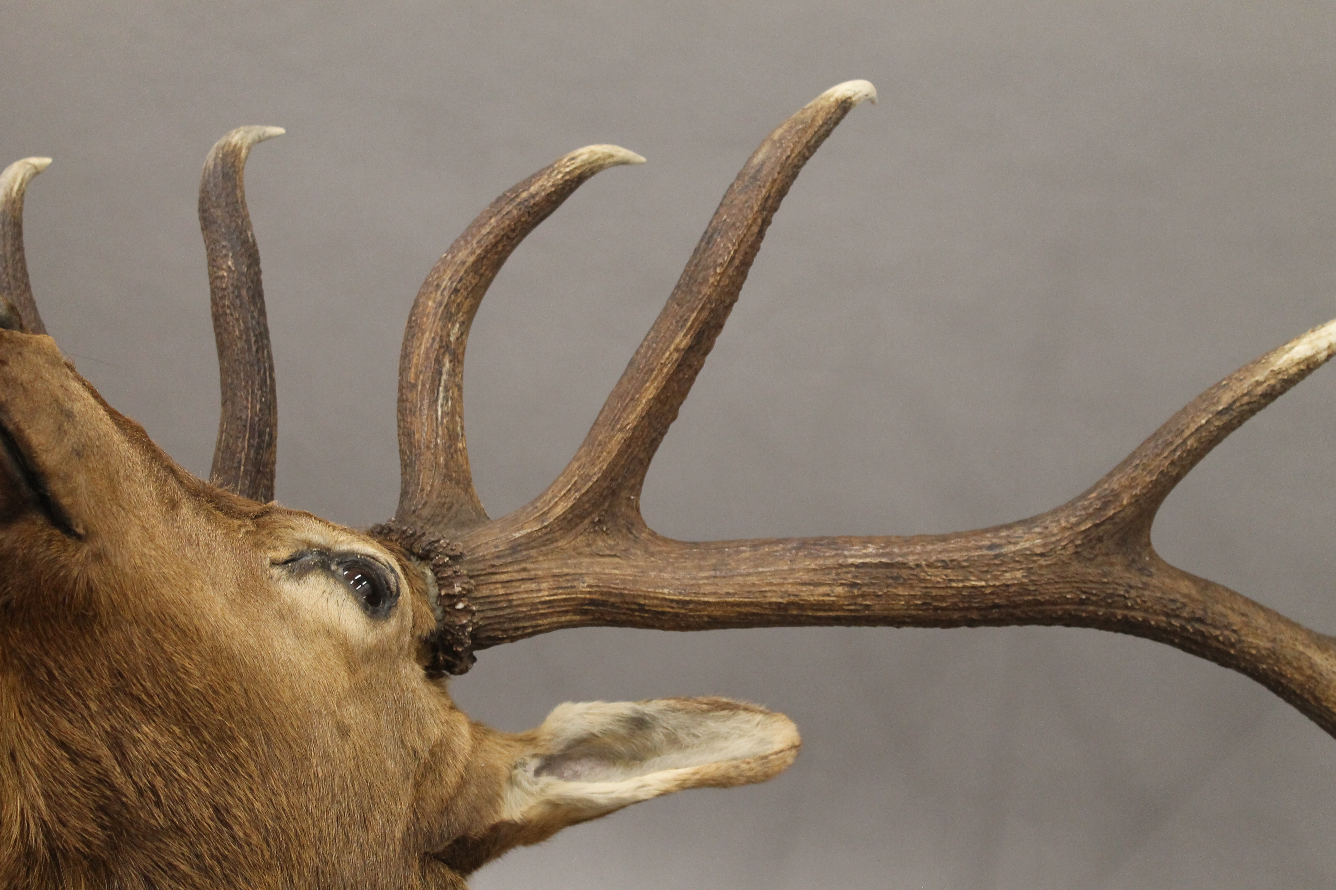 A preserved taxidermy specimen of an Elk's head. - Image 6 of 8