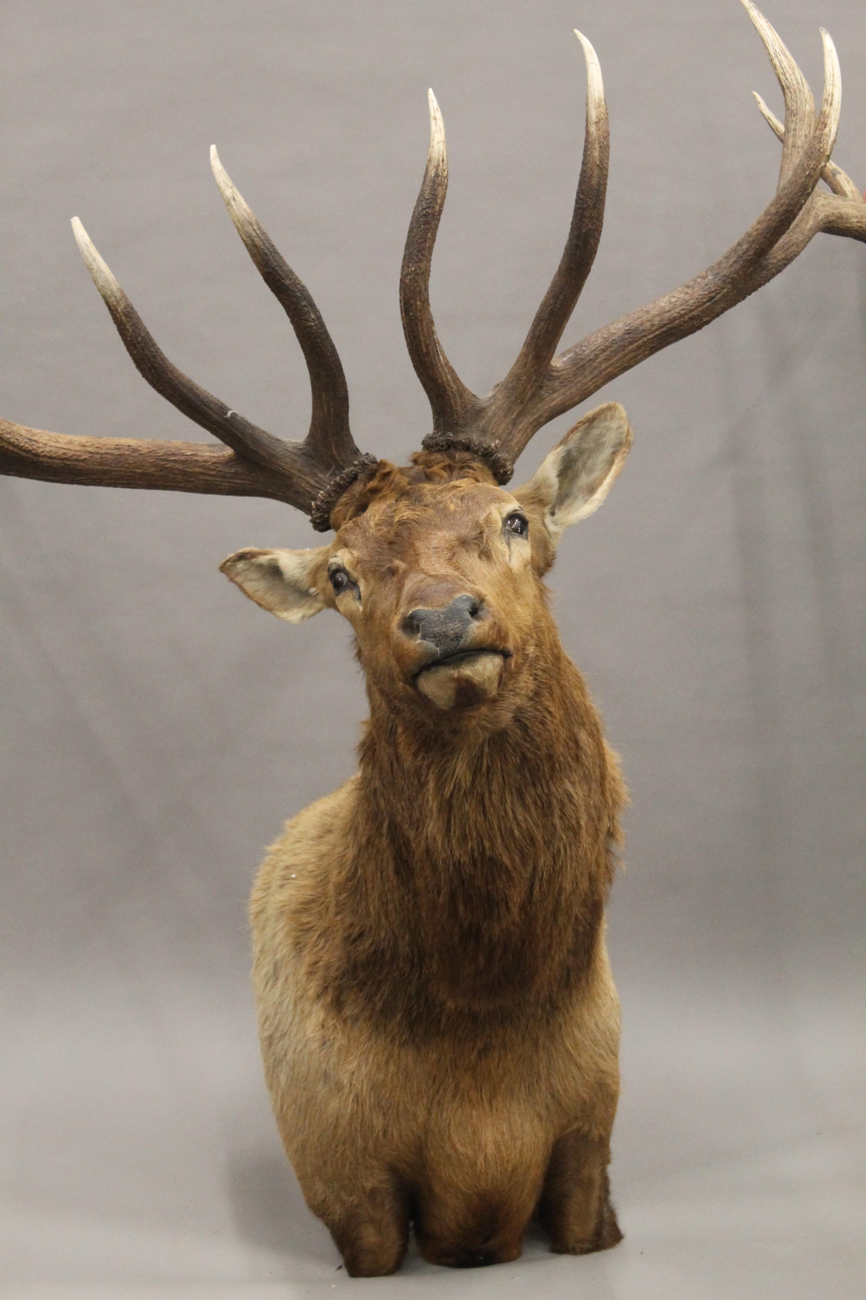 A preserved taxidermy specimen of an Elk's head. - Image 2 of 8