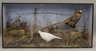 A preserved taxidermy specimen of a Red-Legged Partridge, a Woodcock,