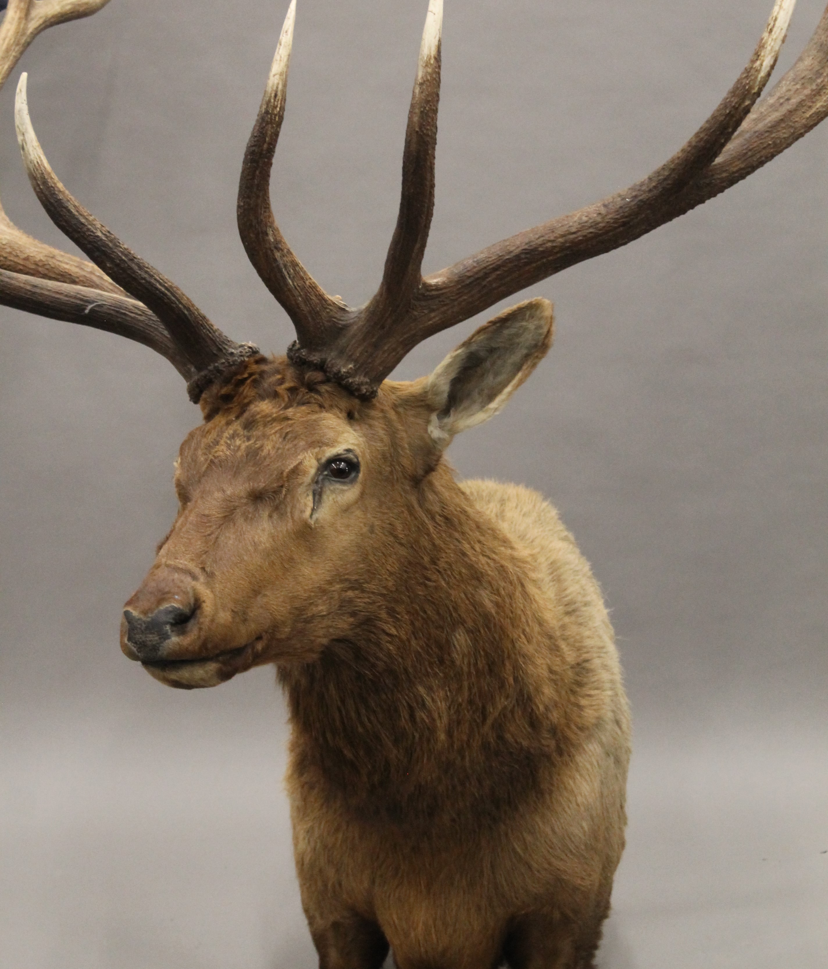 A preserved taxidermy specimen of an Elk's head. - Image 3 of 8