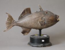 A preserved taxidermy specimen of a Parrot Fish, of typical form,