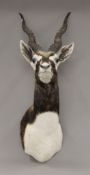 A preserved taxidermy specimen of a Blackbuck Gazelle head.