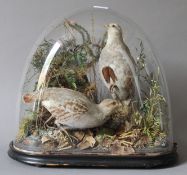 Victorian preserved taxidermy specimens of a pair of English or Grey Partridge in a naturalistic