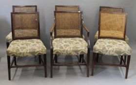 A set of six cane backed dining chairs, including one with arms. The latter 55 cm wide.