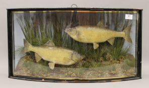 Two taxidermy specimens of Dace, each fish approximately 30 cm long (12 inches long),