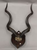 A set of kudu horns by Rowland Ward, mounted on an oak shield,