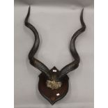 A set of kudu horns by Rowland Ward, mounted on an oak shield,