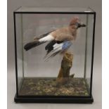 A taxidermy specimen of a jay, housed in a glass case. 43 cm high.