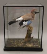 A taxidermy specimen of a jay, housed in a glass case. 43 cm high.