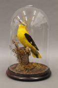 A taxidermy specimen of a golden oriole (oriolus oriolus), set in a naturalistic setting,